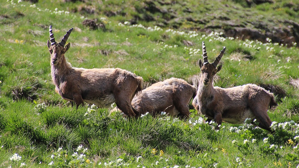 Stambecchi al pascolo nel vallone di Rui