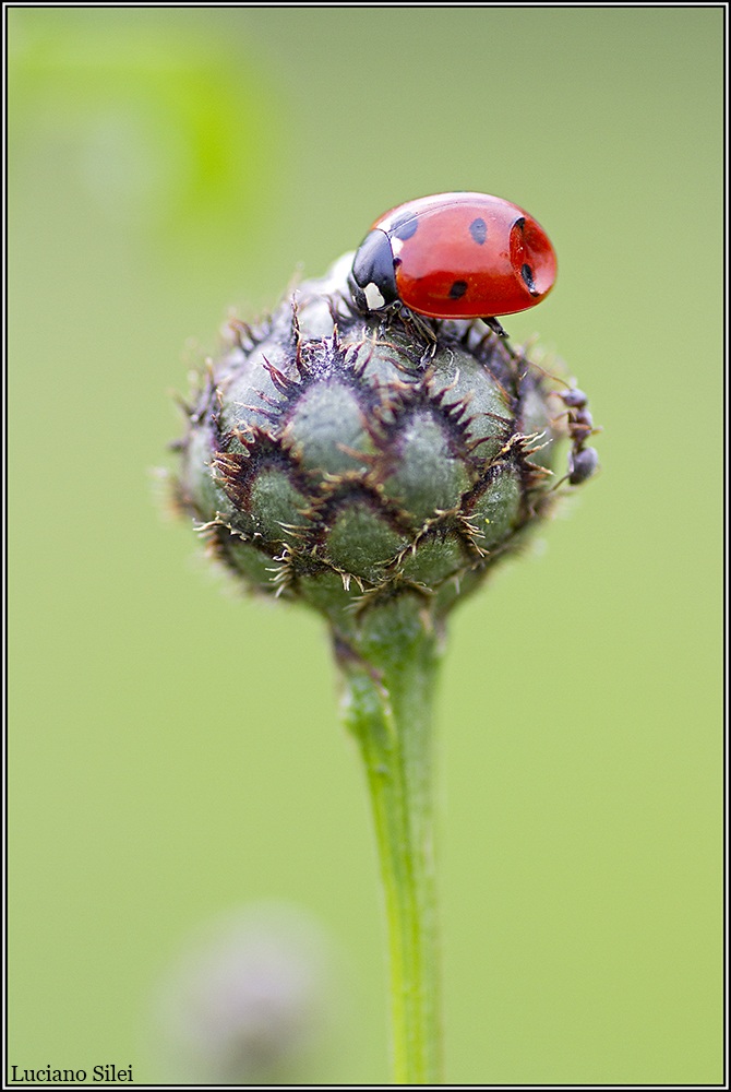 Wanted coachbuilder ...