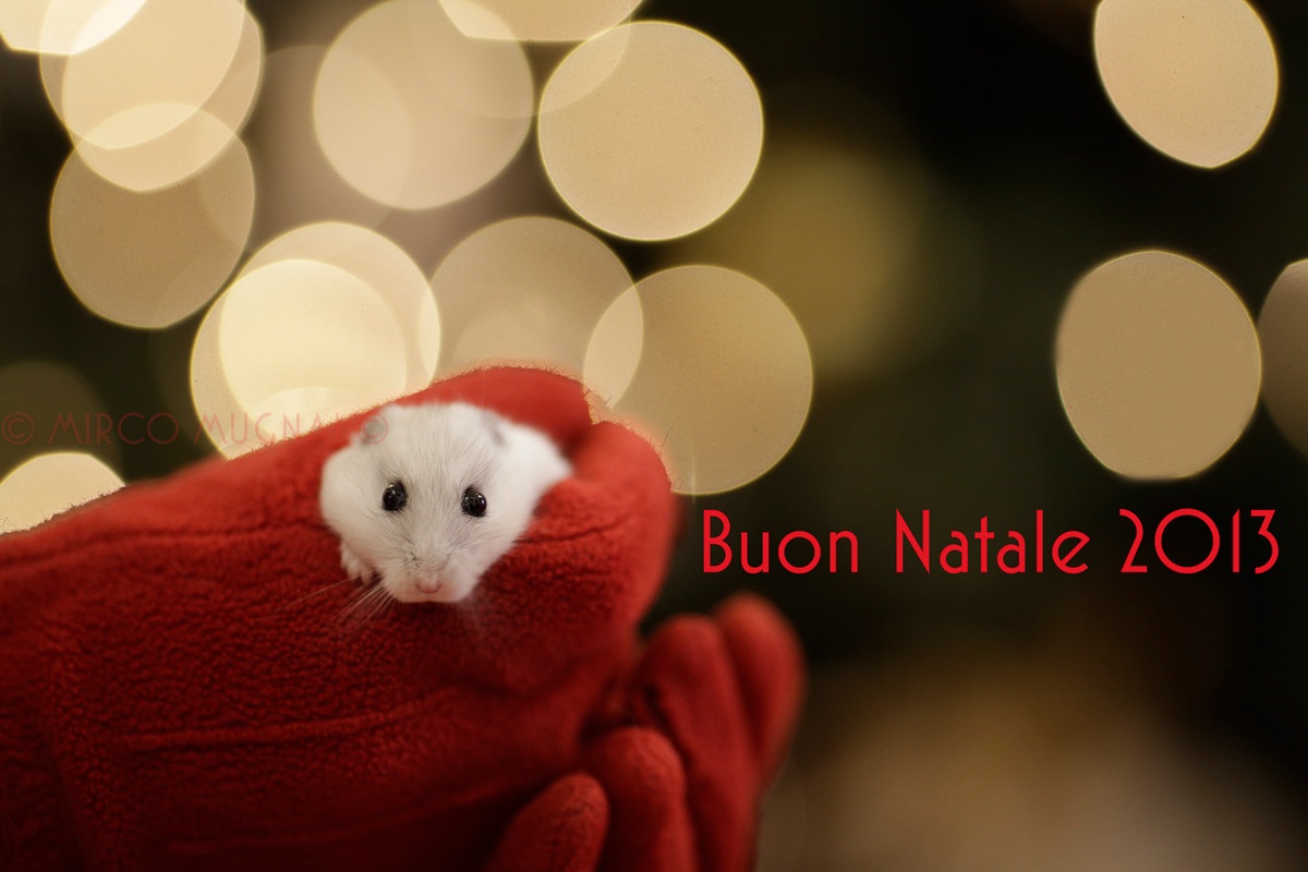 Buon Natale 2013