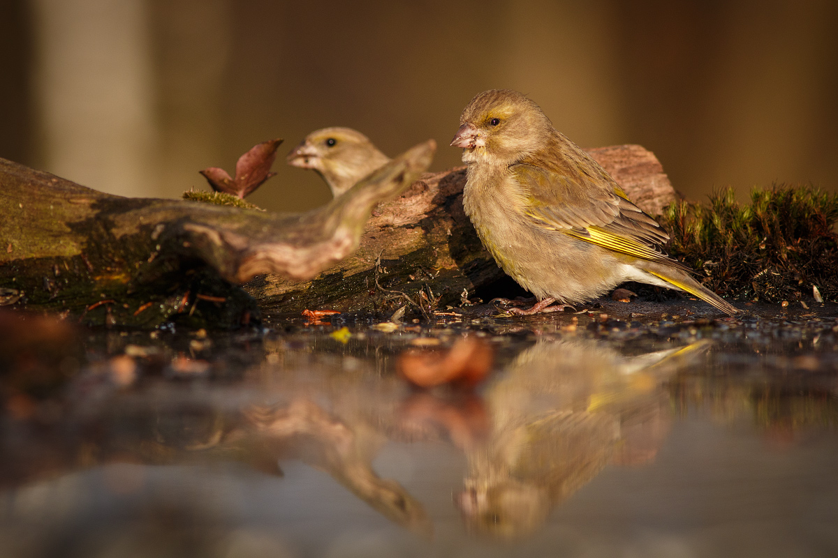 Carduelis chloris