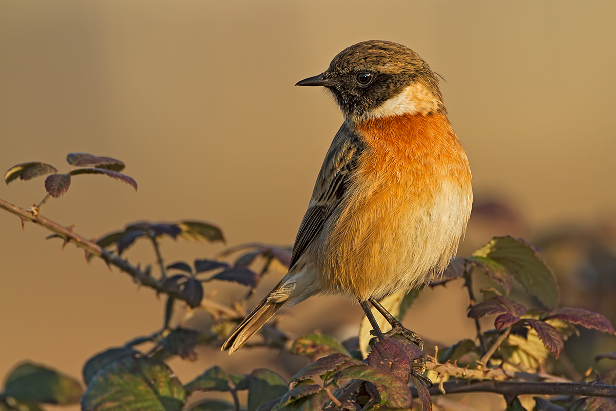 Stonechat
