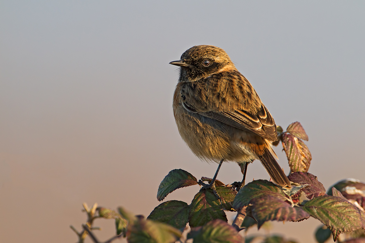 Stonechat