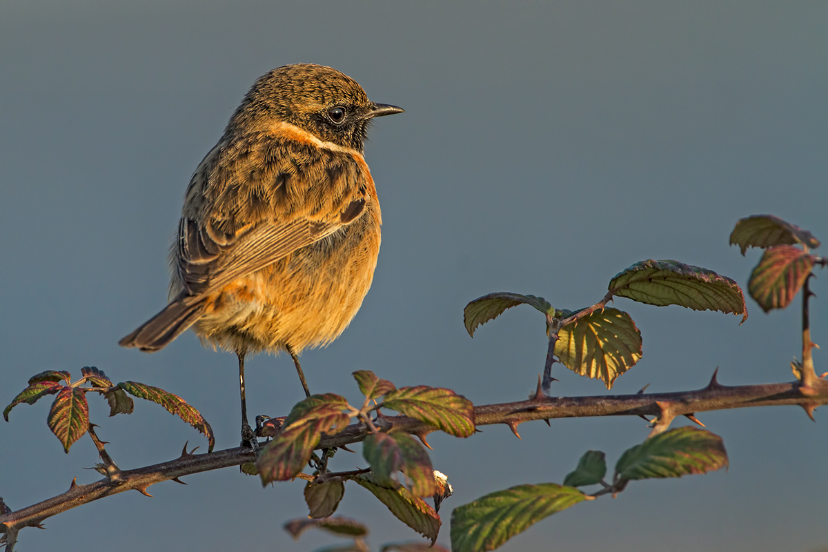 Stonechat