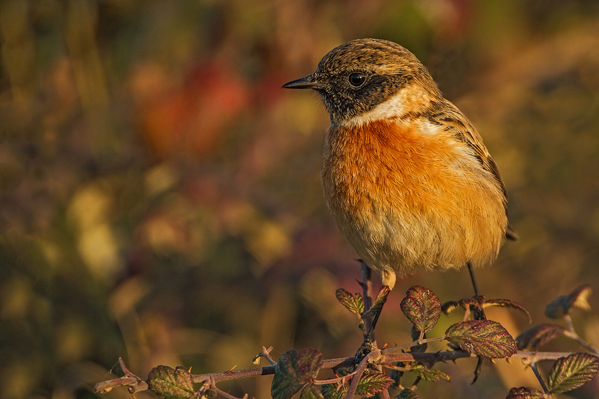 Stonechat