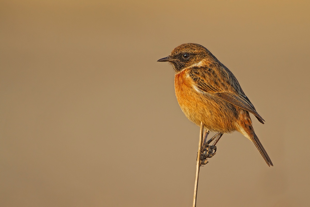 Stonechat