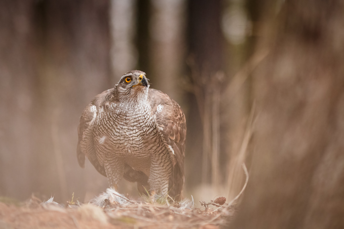 Accipiter gentilis