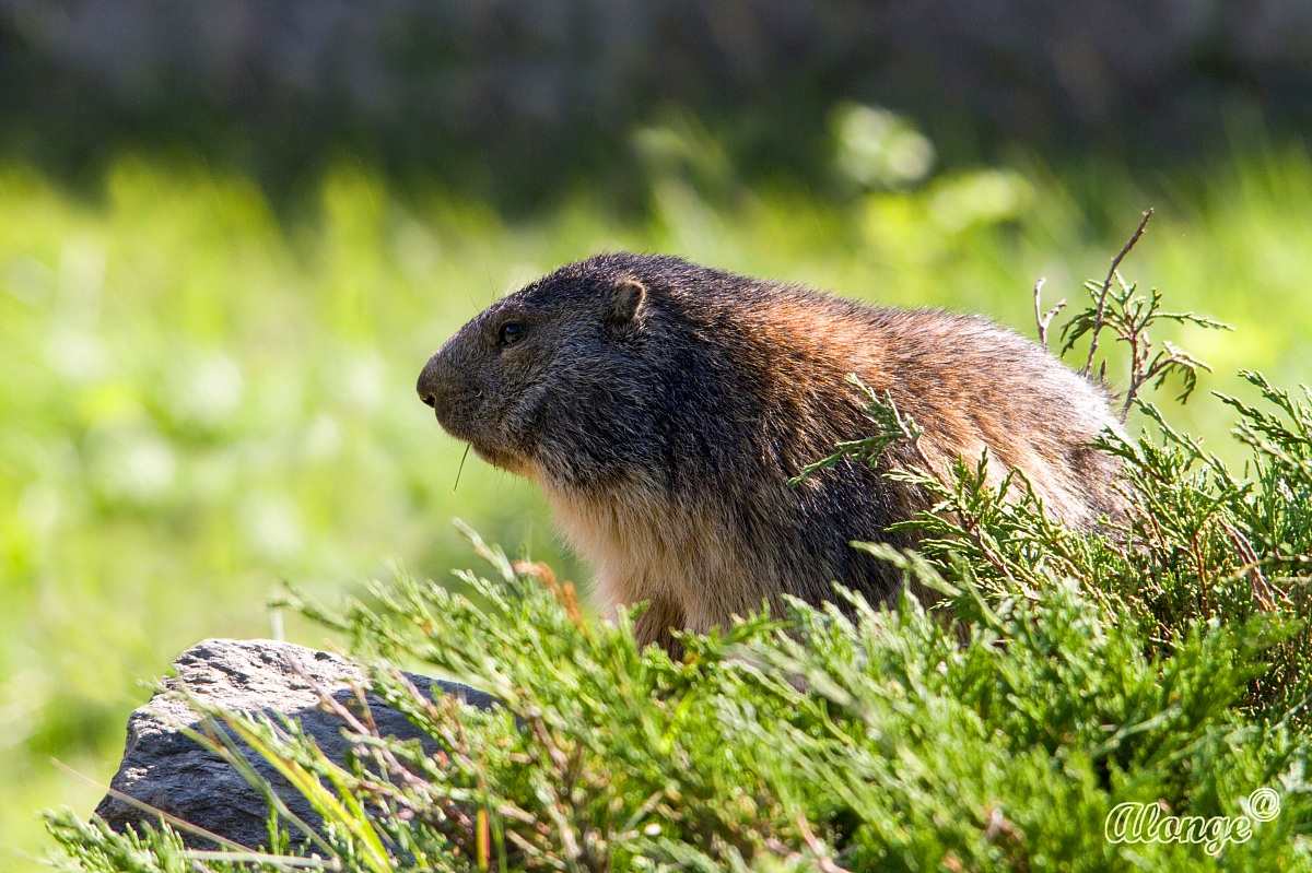 Marmotta