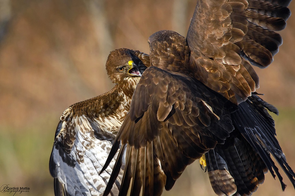 the essence of the battle ...