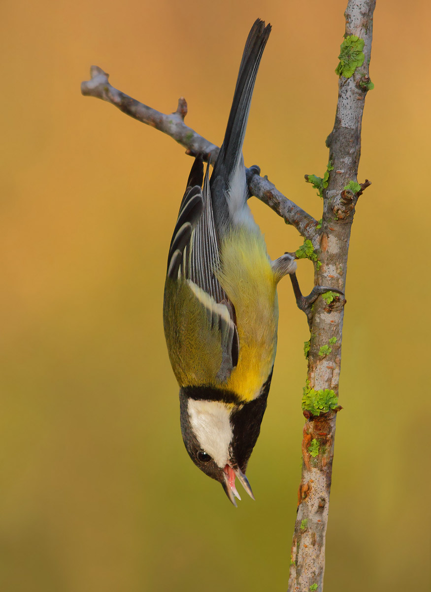 Great Tit