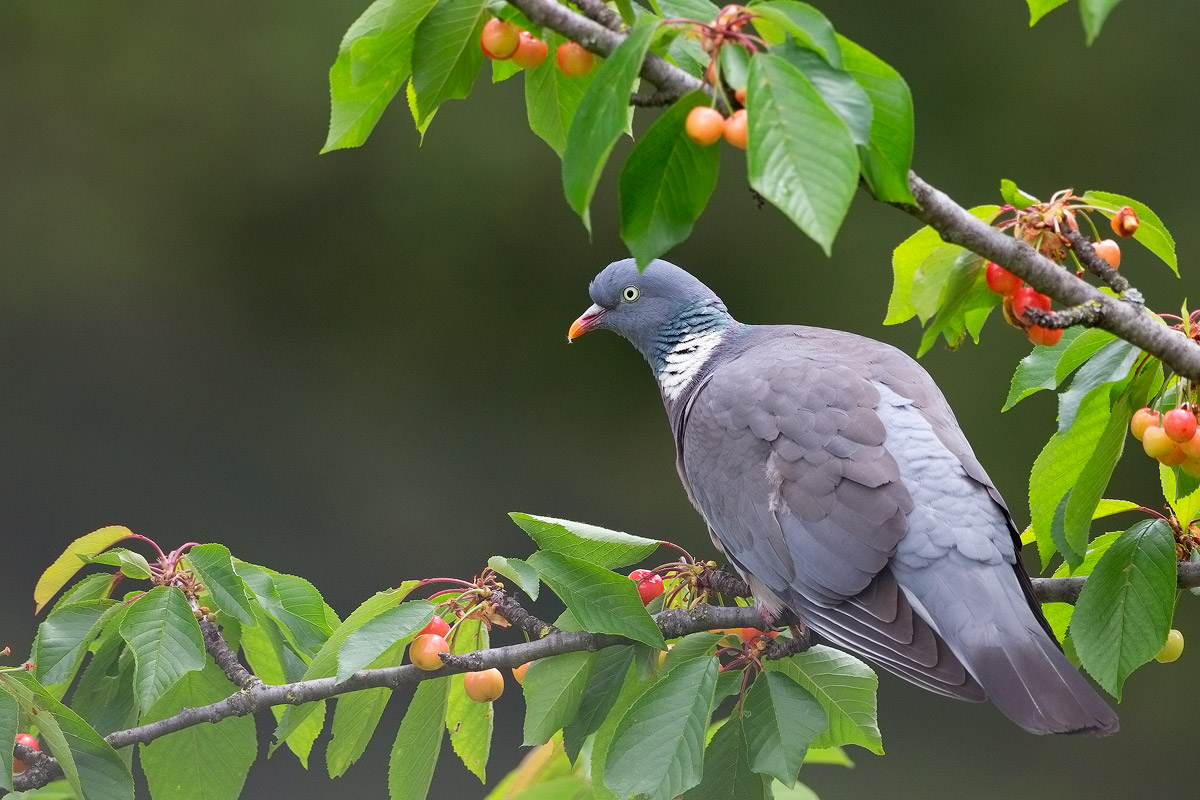 Colombaccio...goloso