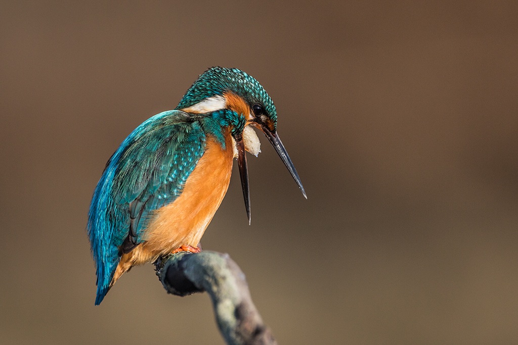 Rigurgito della borra