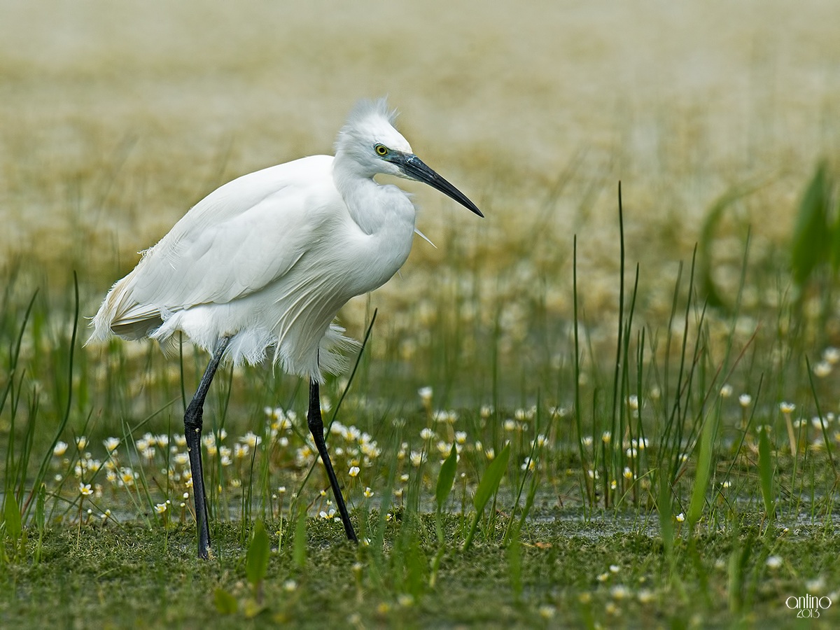 An egret