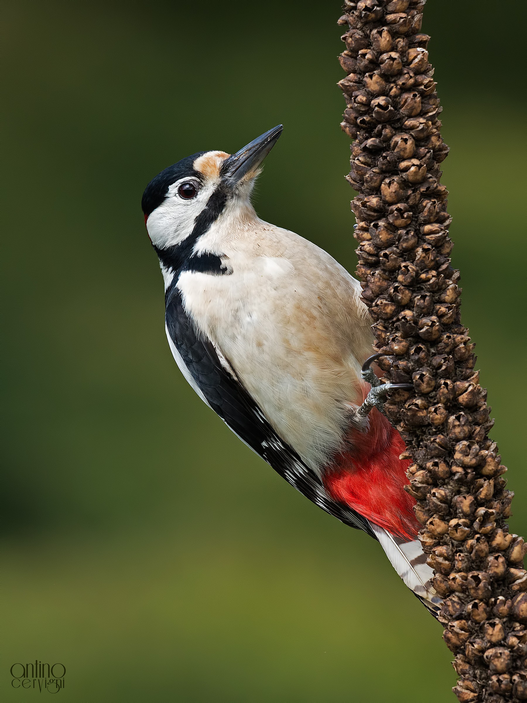 Picchio rosso maggiore