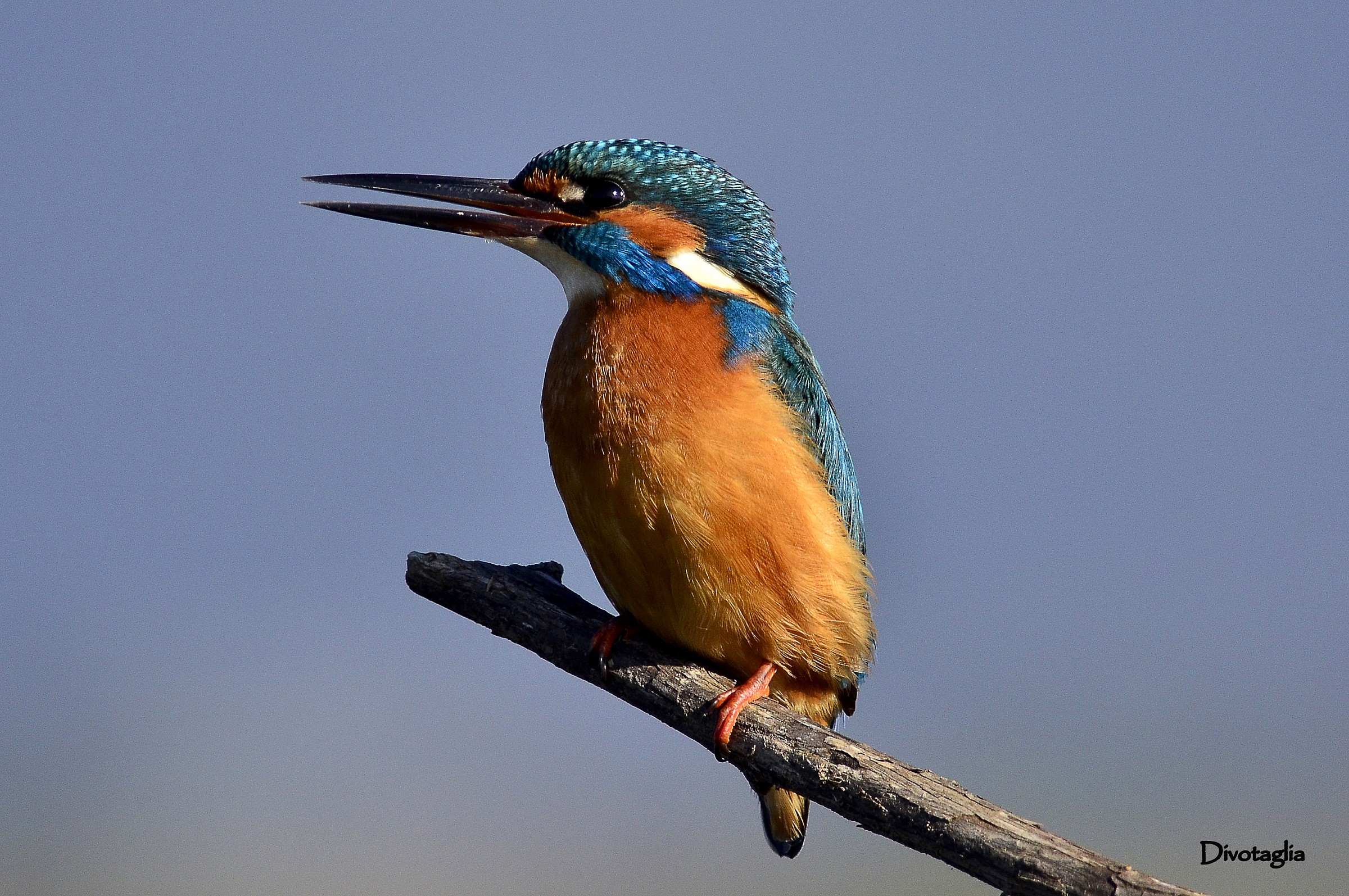 Kingfisher. Io sono il re dei pescatori.