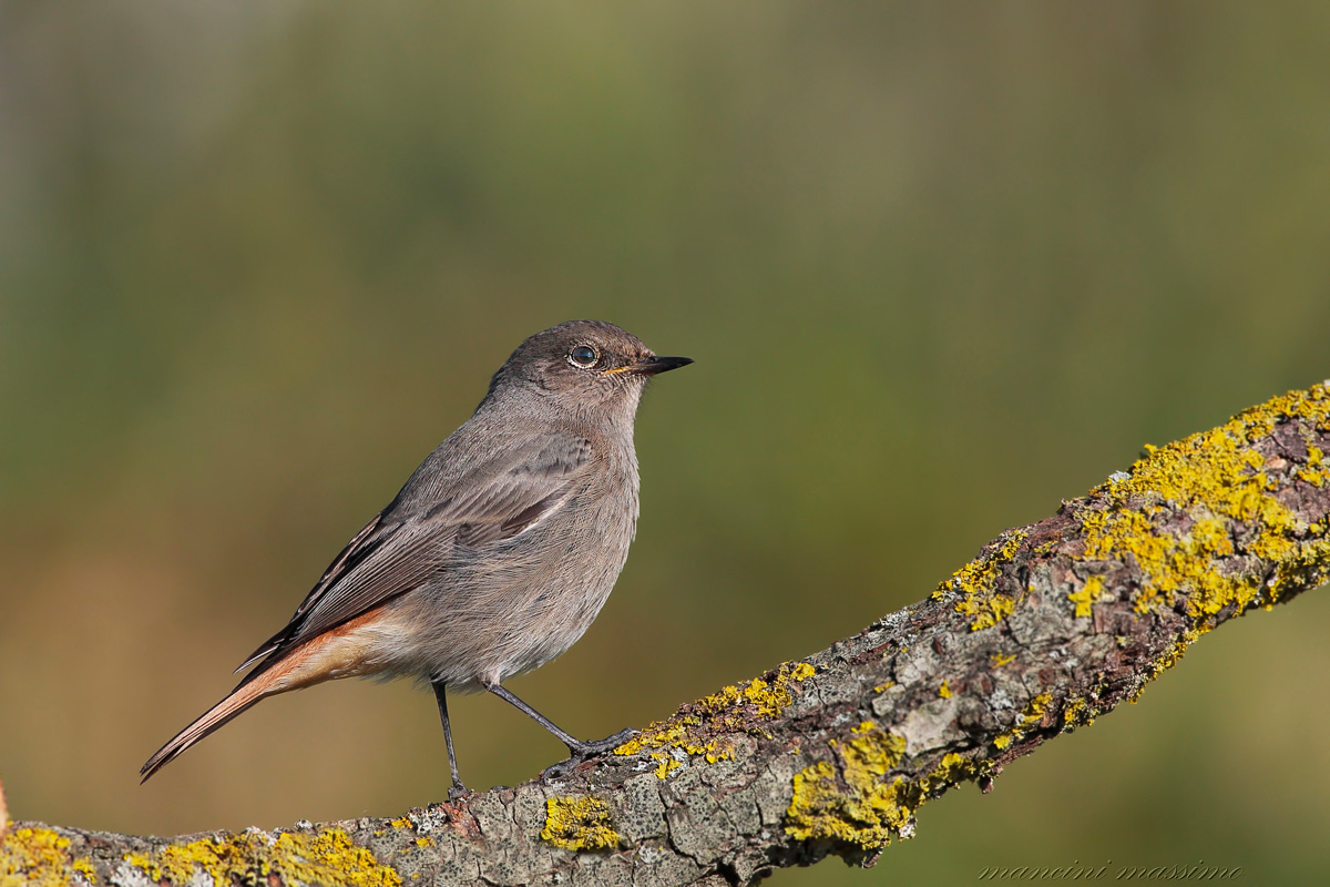Black Redstart (Phoenicurus ochruros) F III
