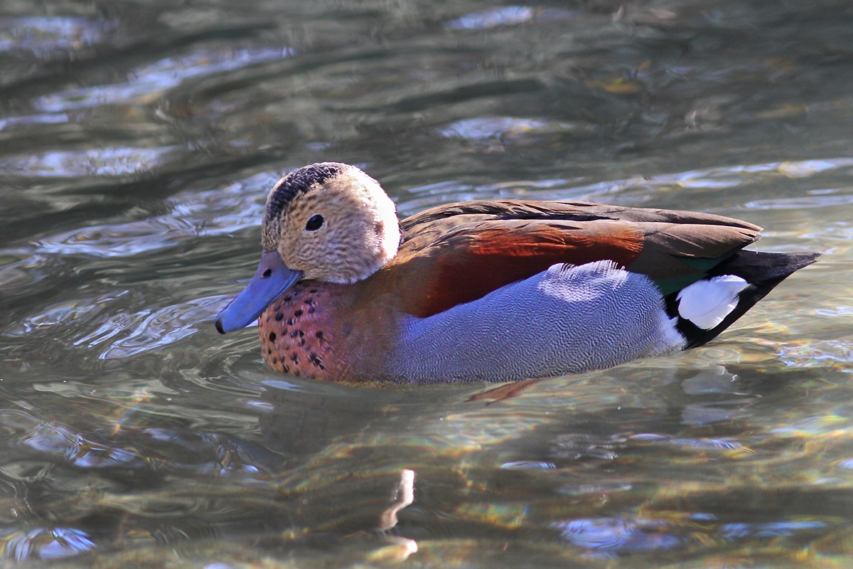 Ringed Teal