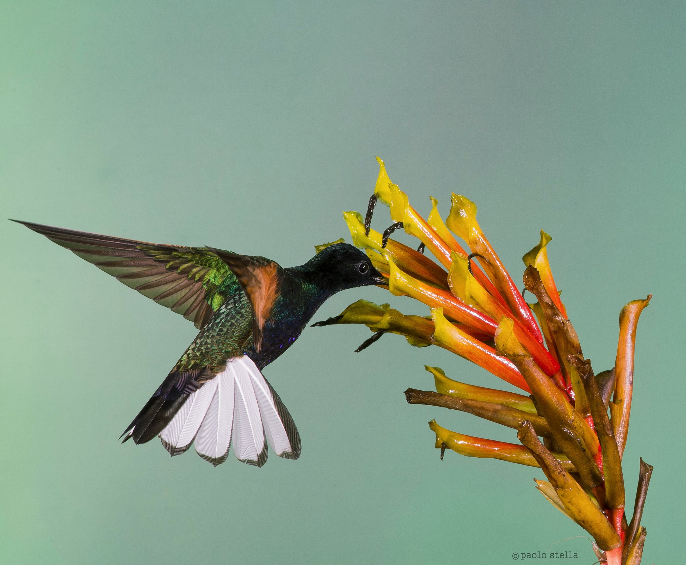 Velvet-purple Coronet