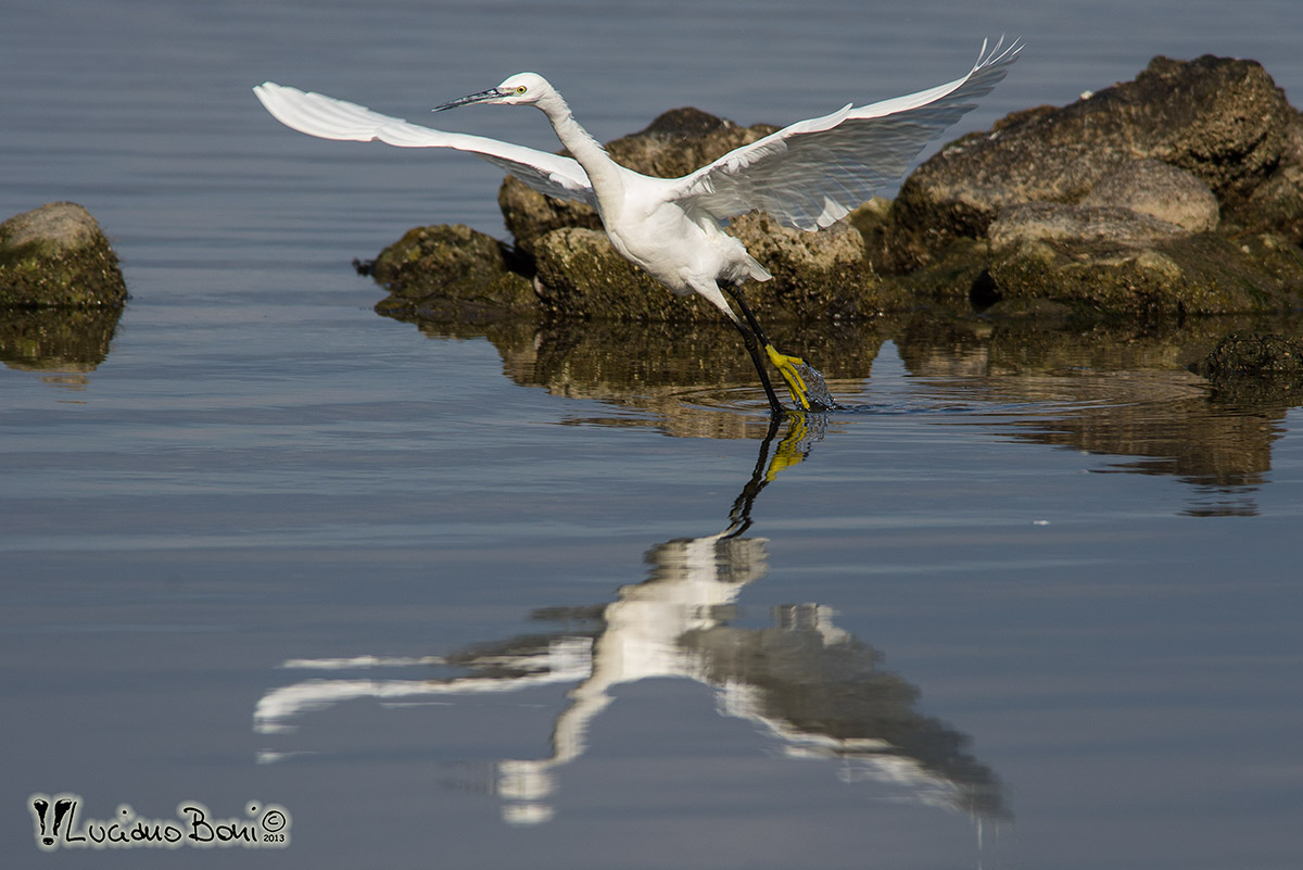 Egret