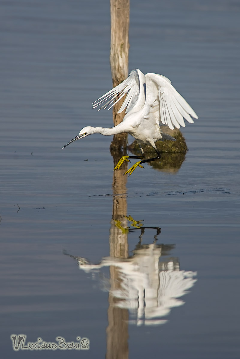 Egret