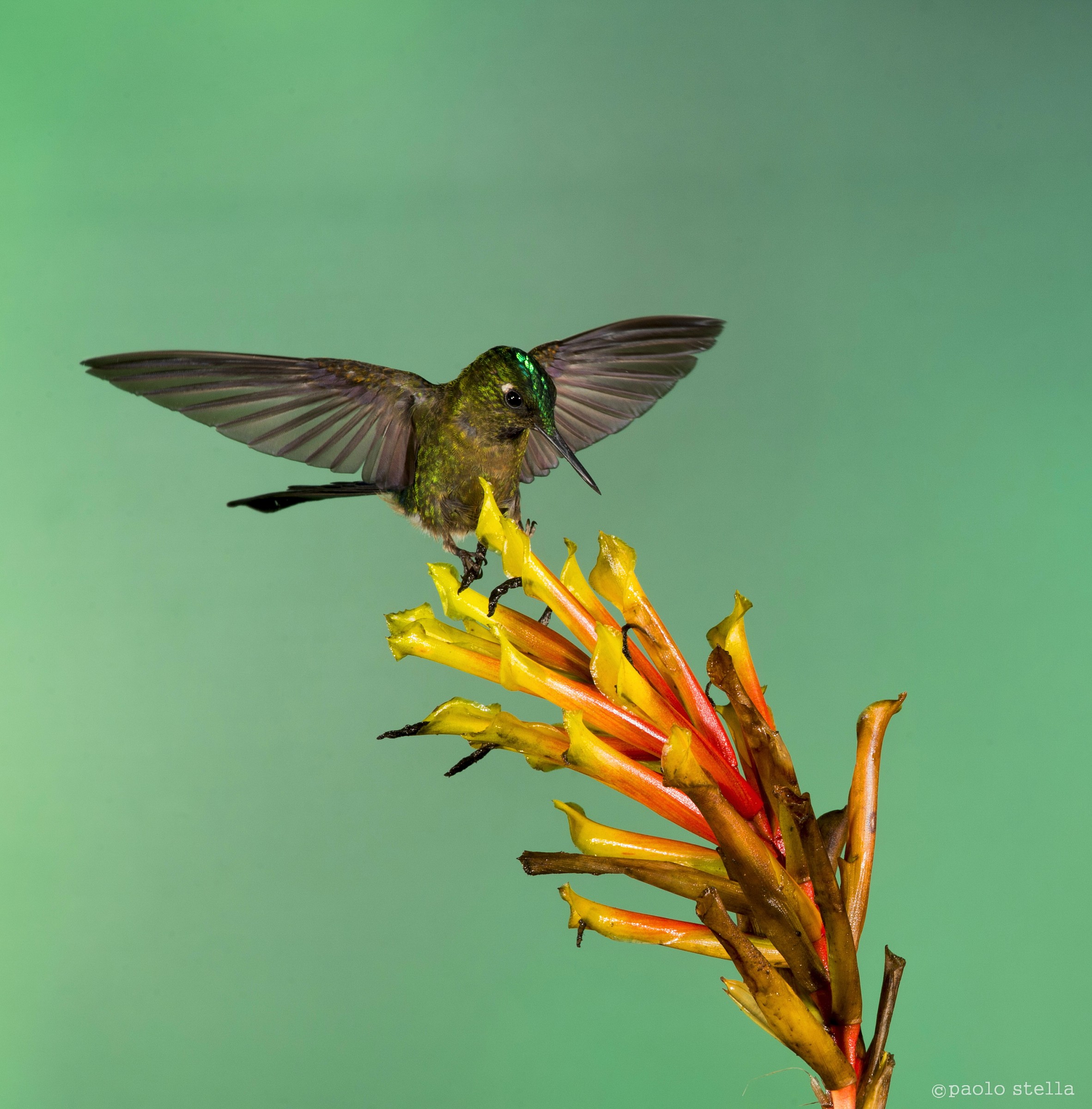 Long-tailed Sylph