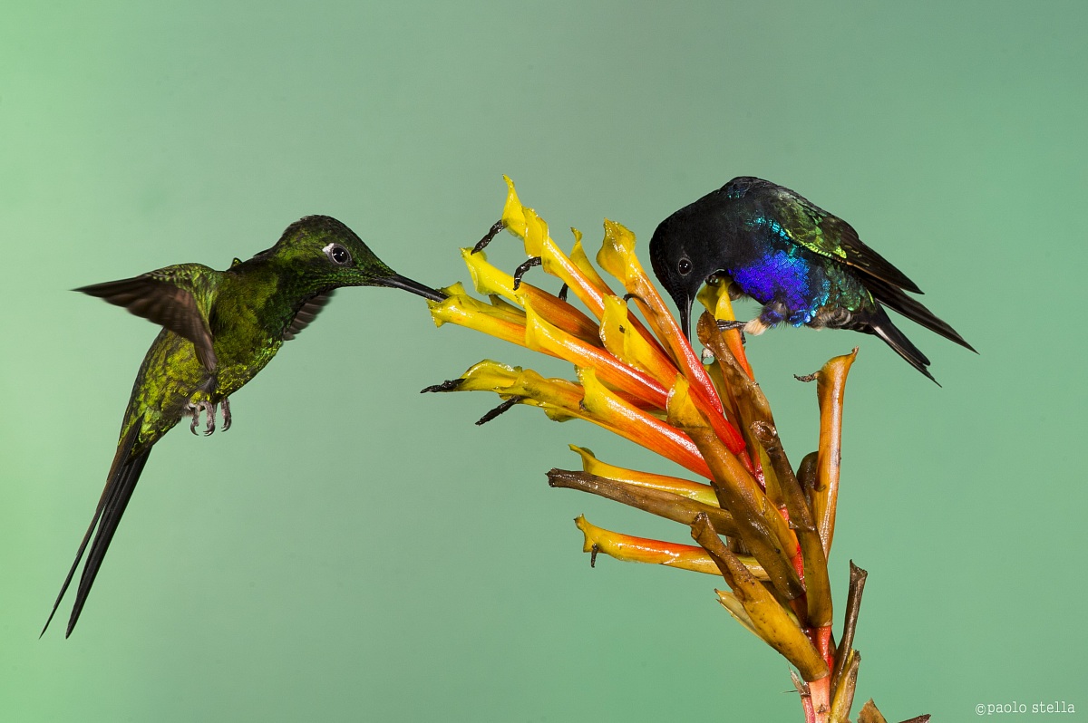 Velvet-purple Coronet &