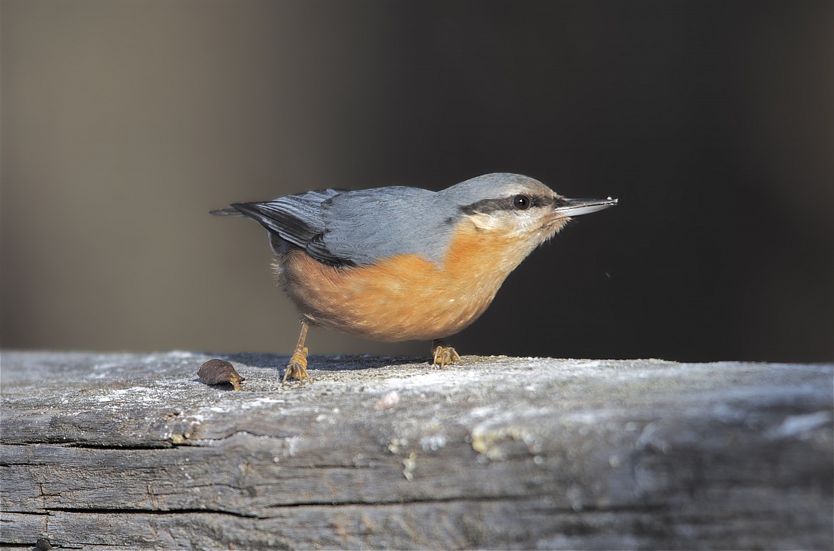 Christmas Gift - Mason Woodpecker
