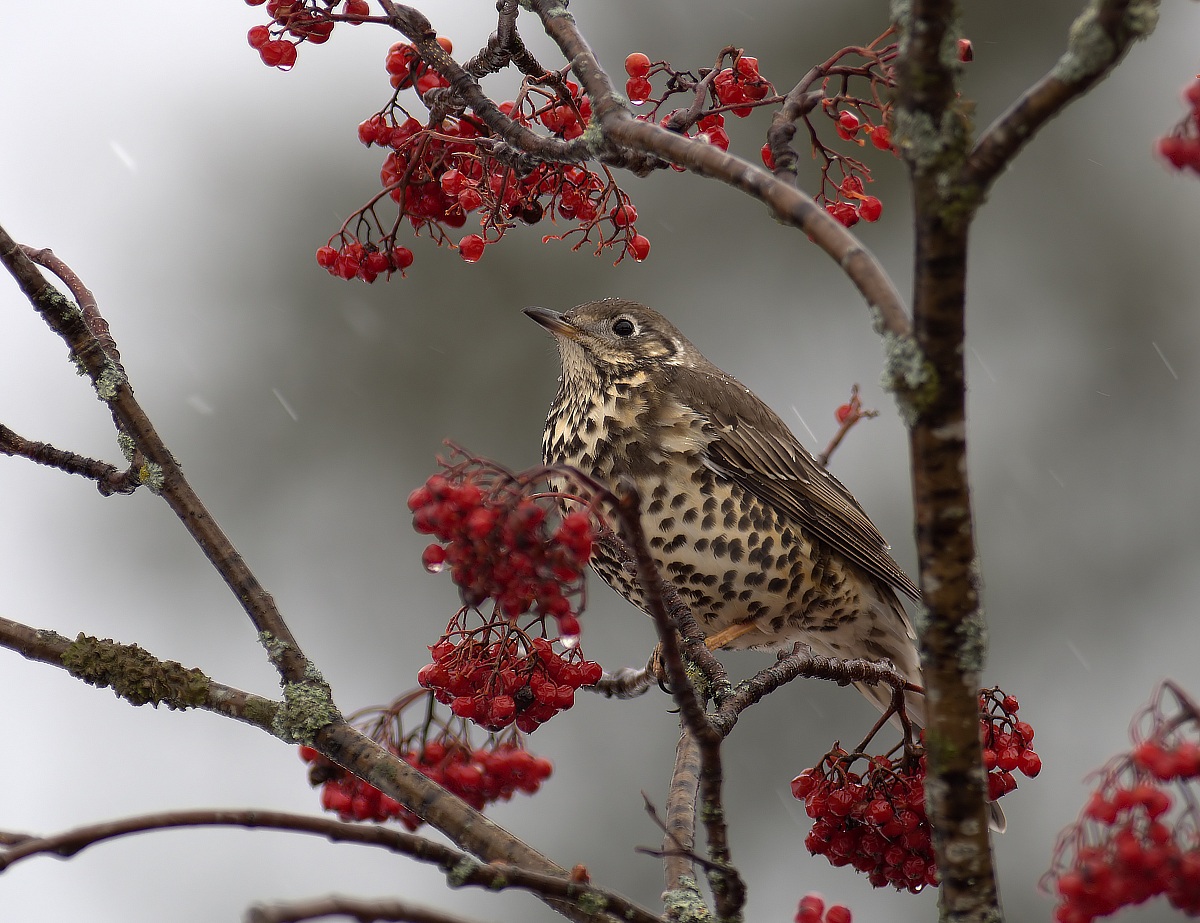 Mistle Thrush and snow