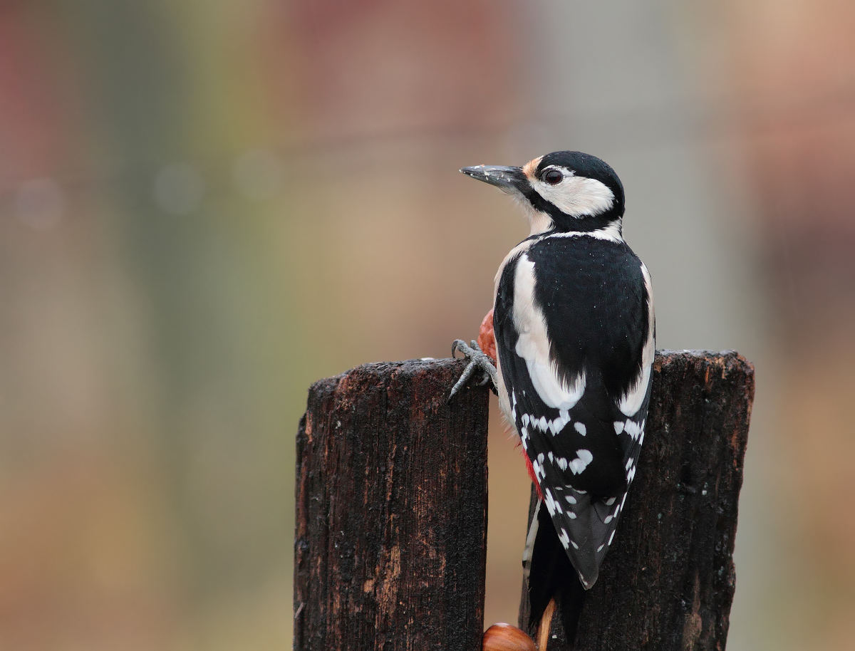 Picchio rosso maggiore (femmina)