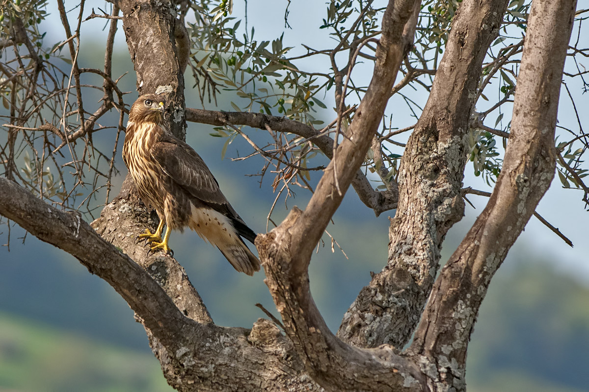 Poiana (buteo buteo)