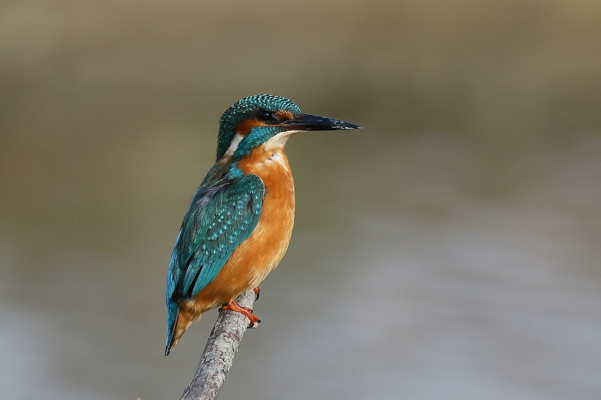 Kingfisher: but you are still you!!