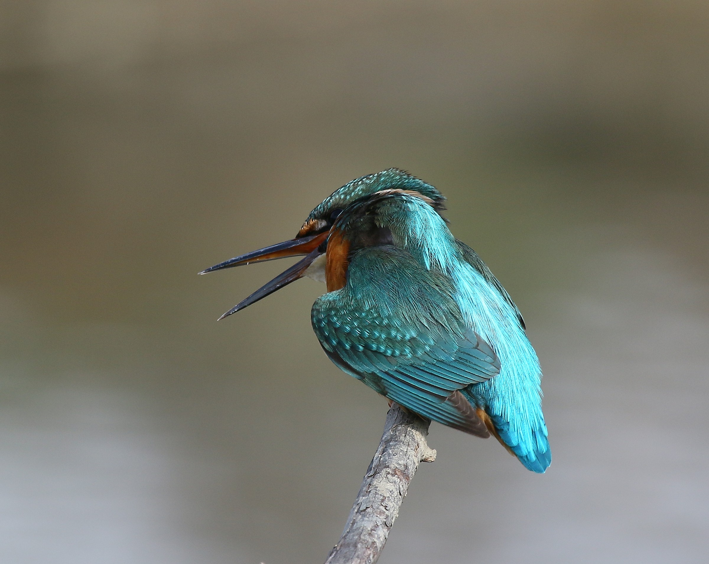 Kingfisher: Plastic location