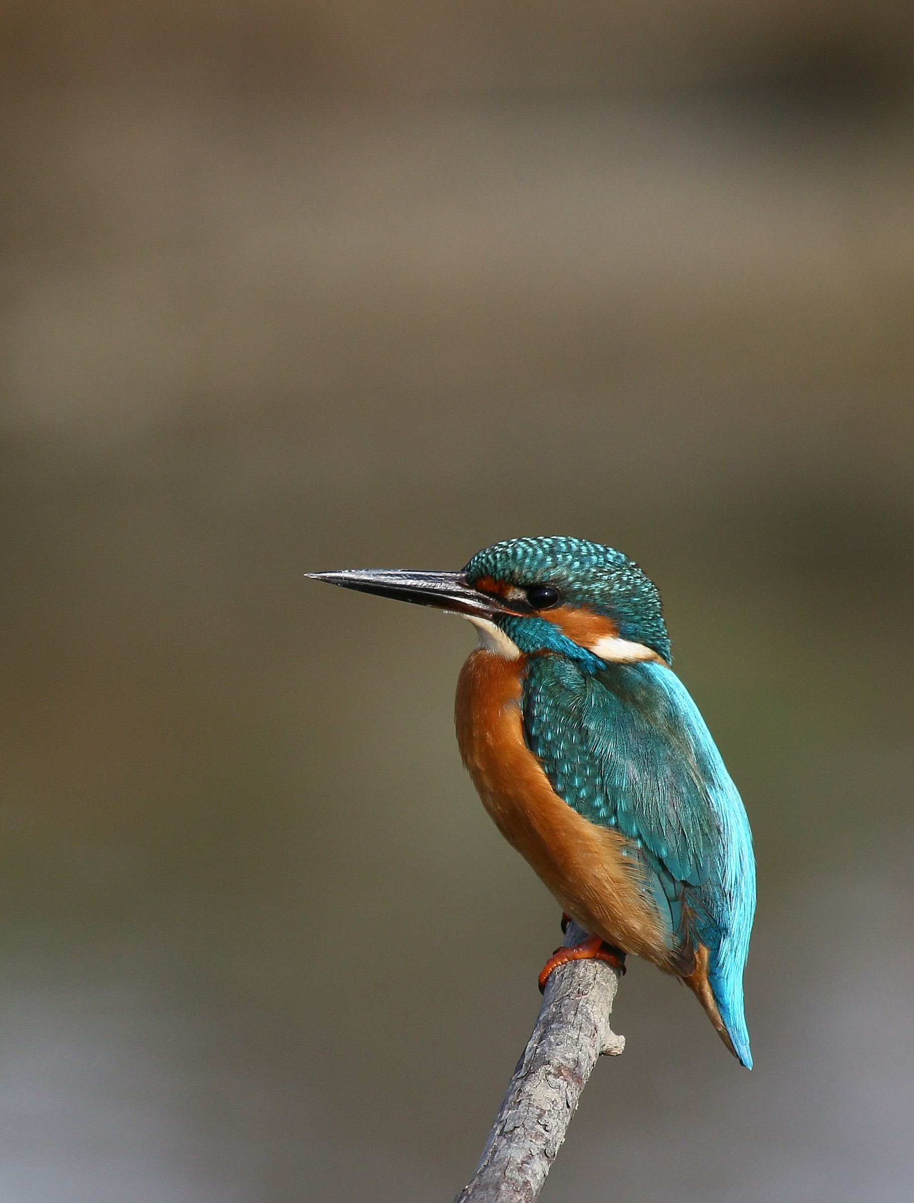 Kingfisher: classic pose