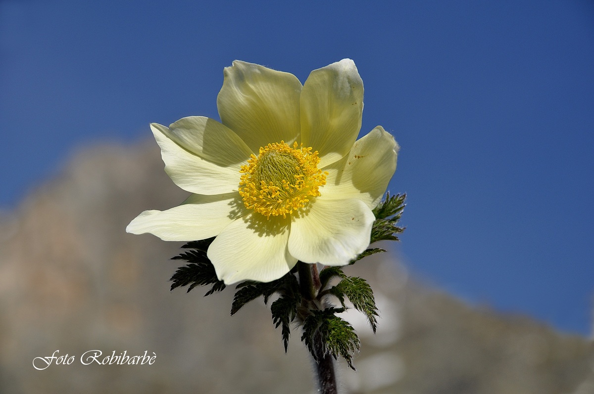 Pulsatilla alpina ....