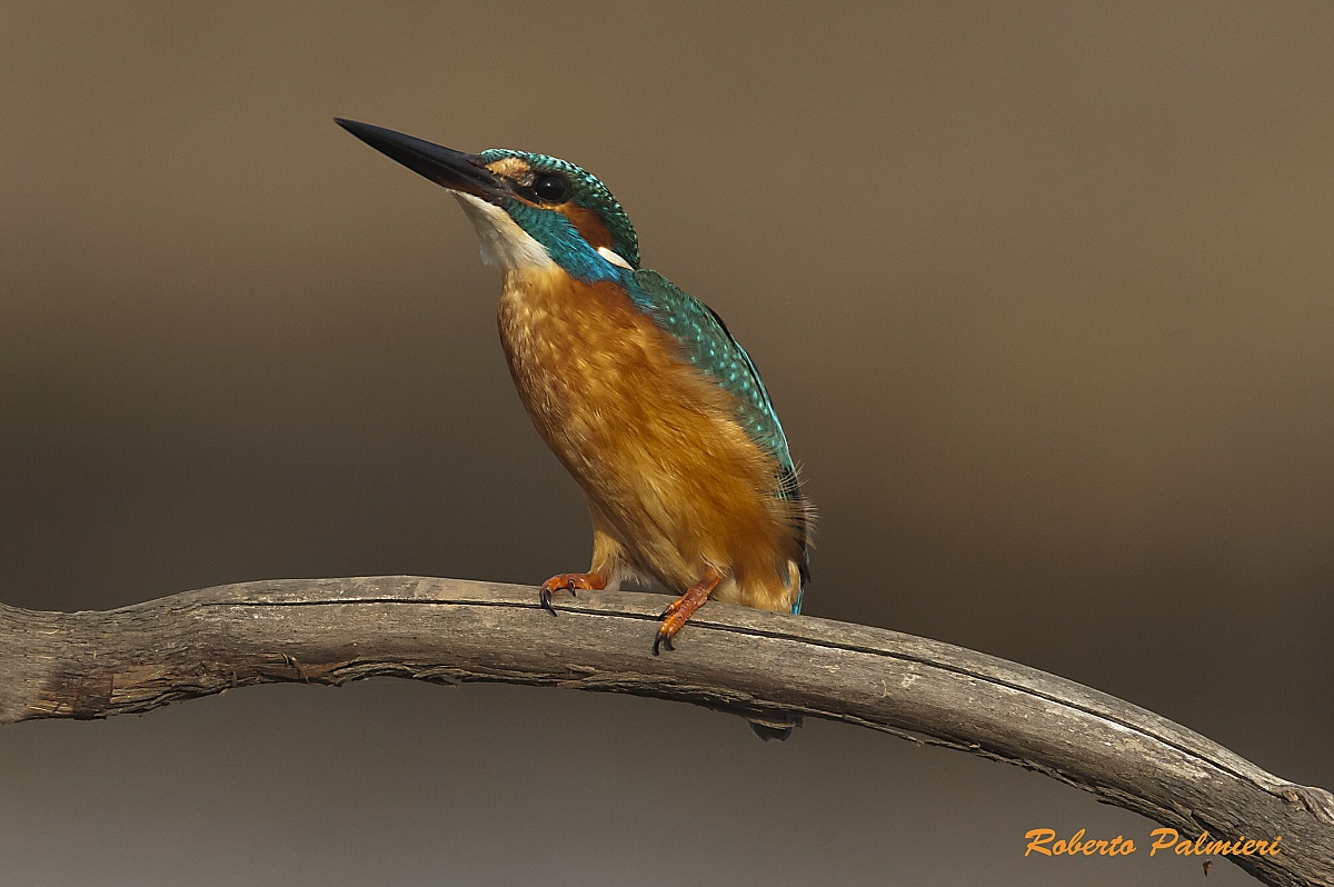 Kingfisher