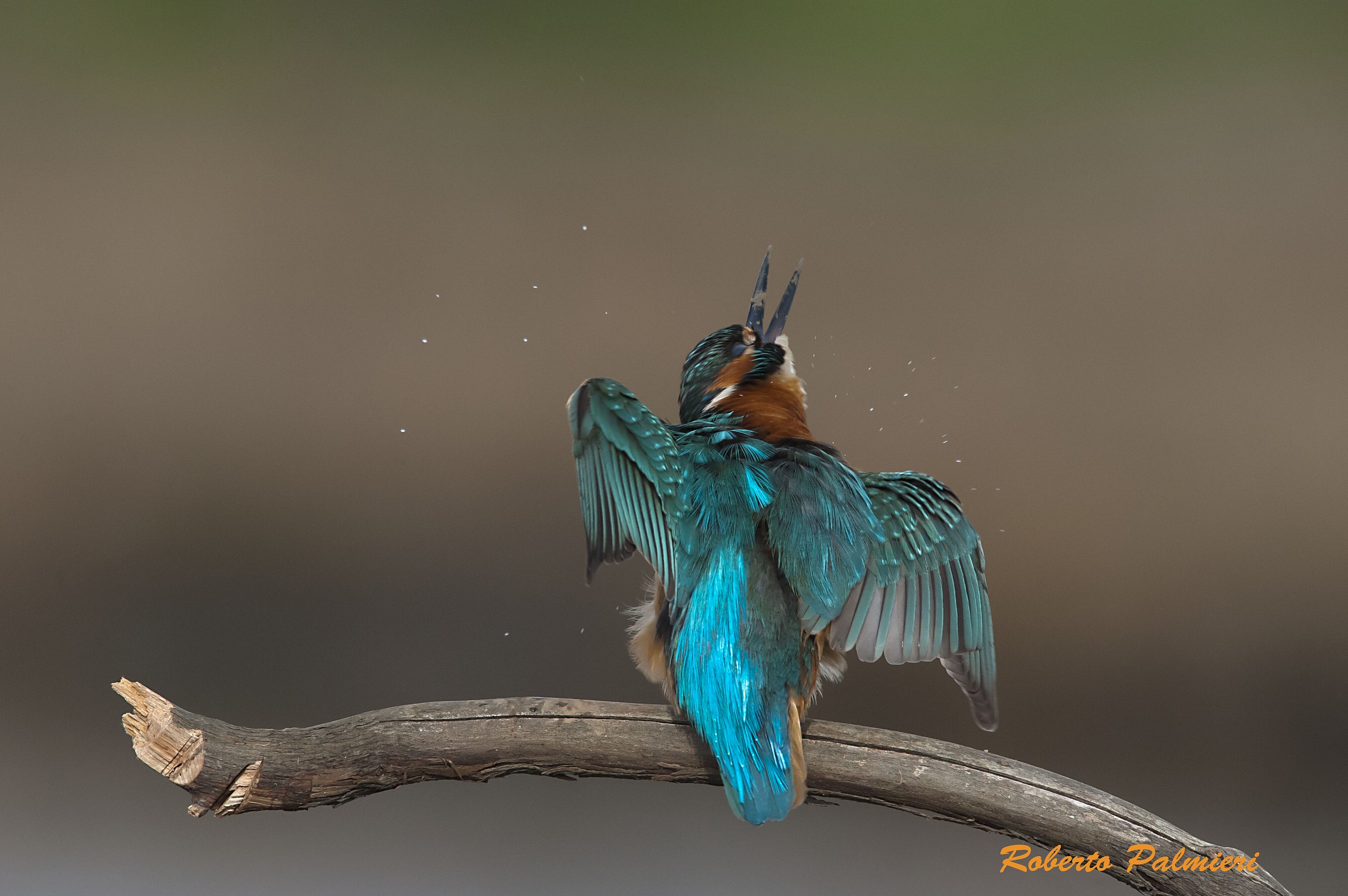 Kingfisher