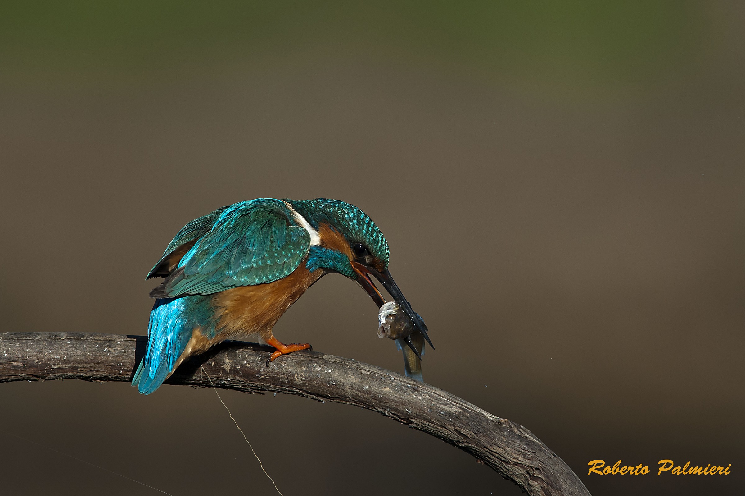 Kingfisher