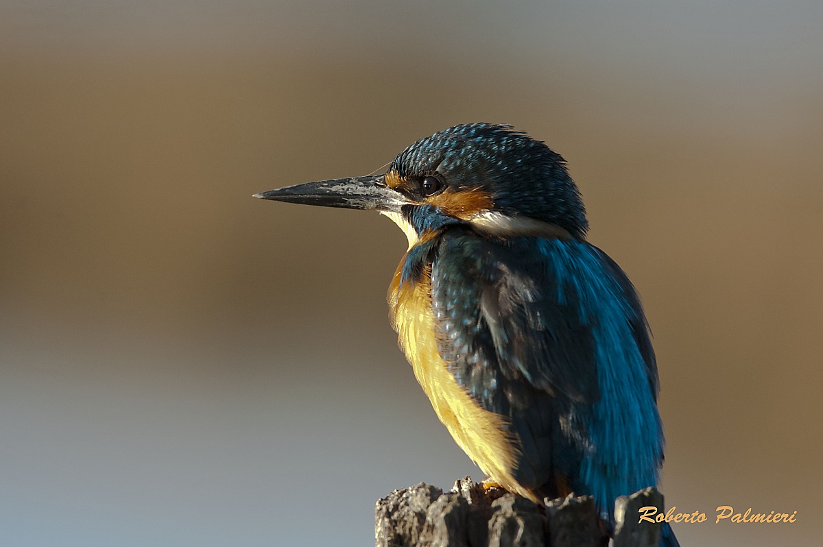 Kingfisher