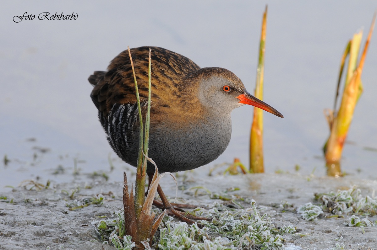 Porciglione... luce..ombra e gelo....