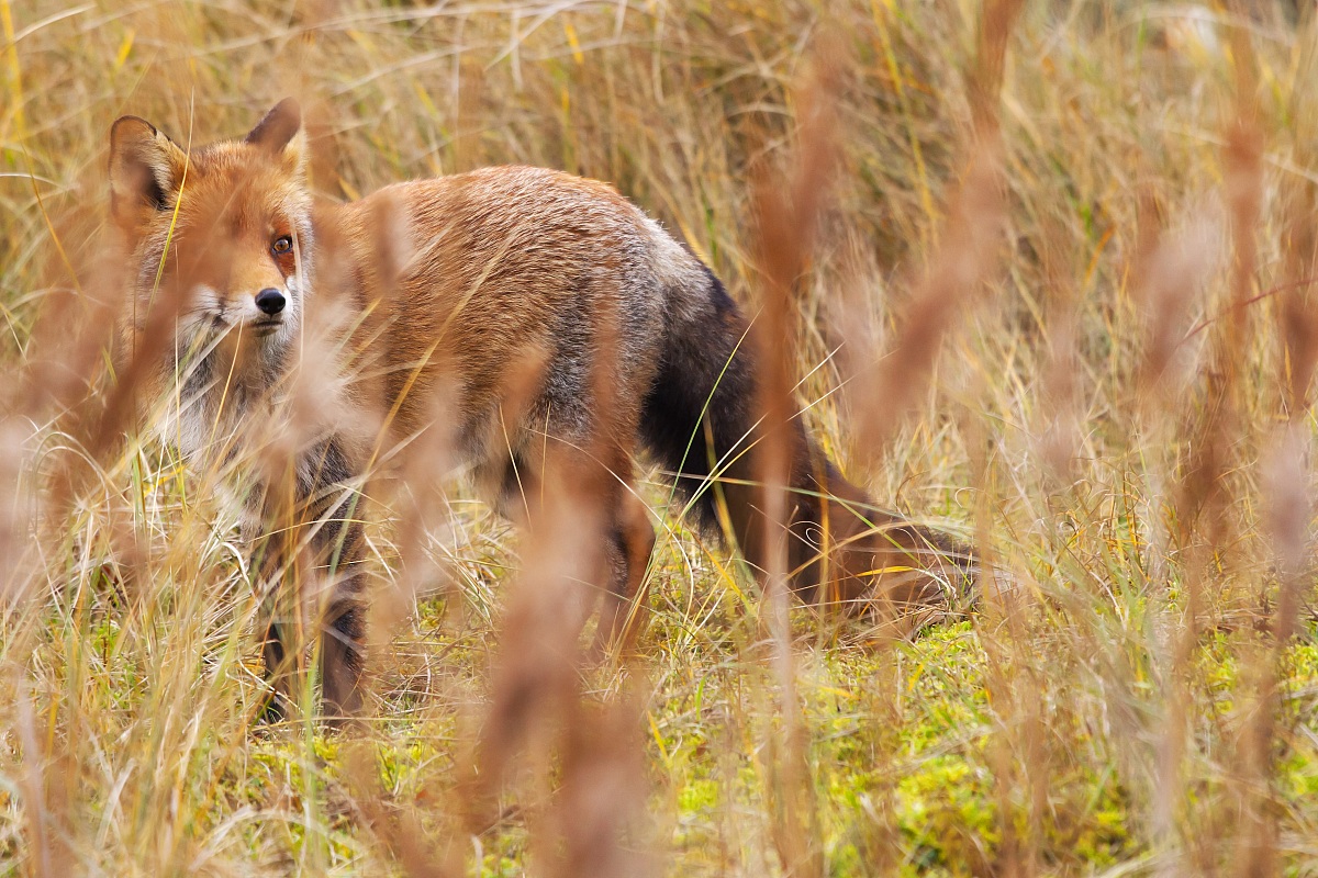 Non mi troverai mai!