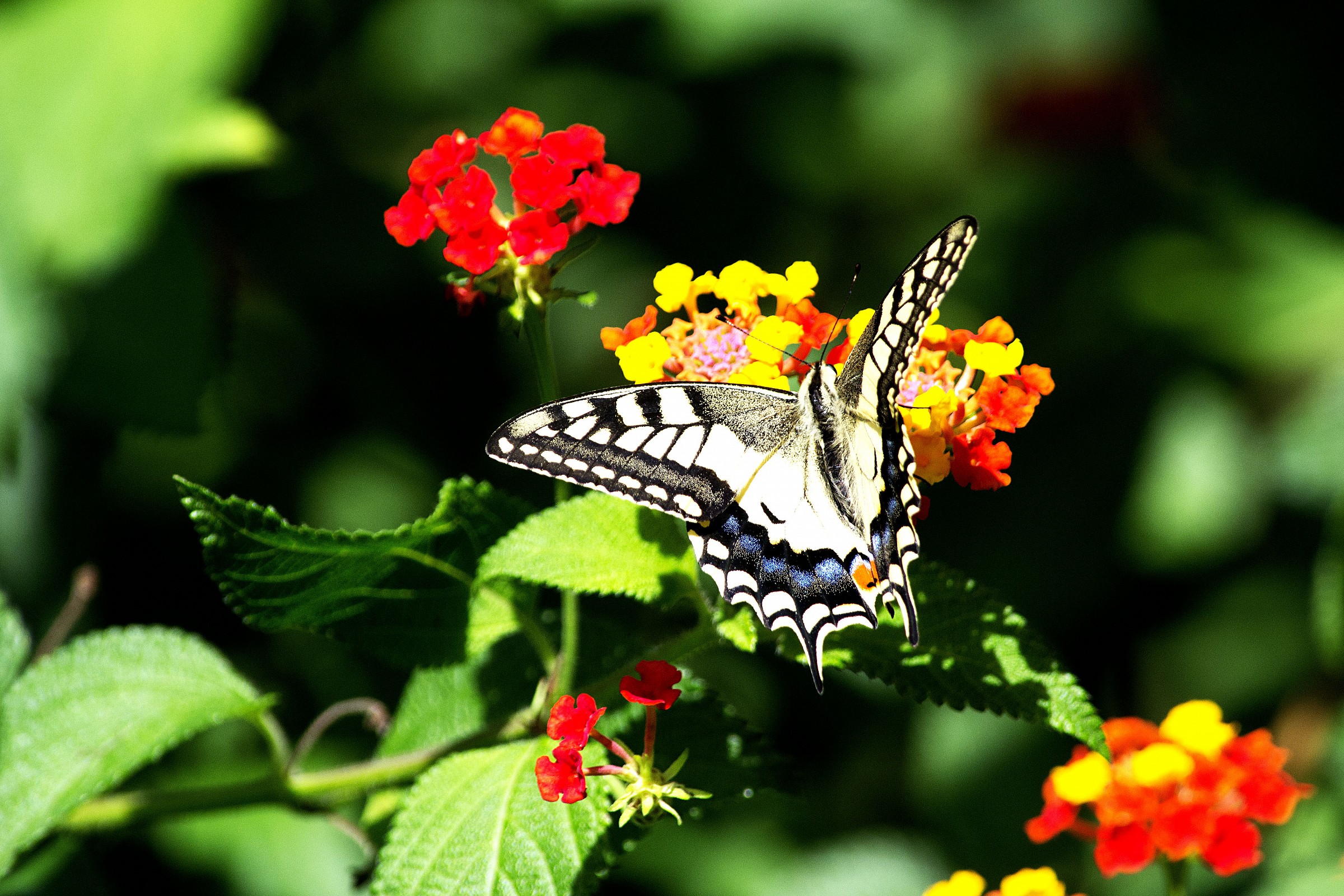 swallowtail