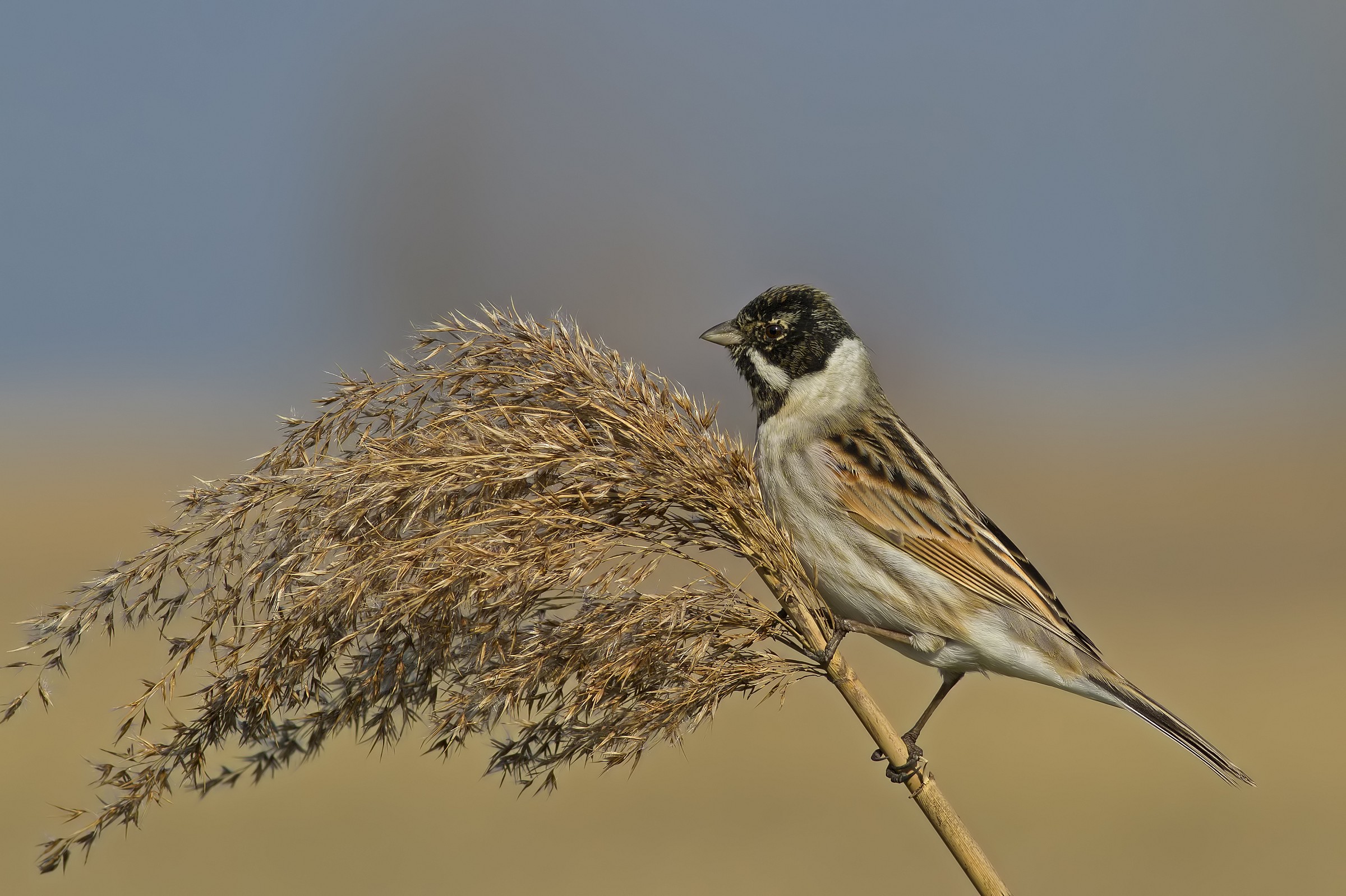 Bunting (male)