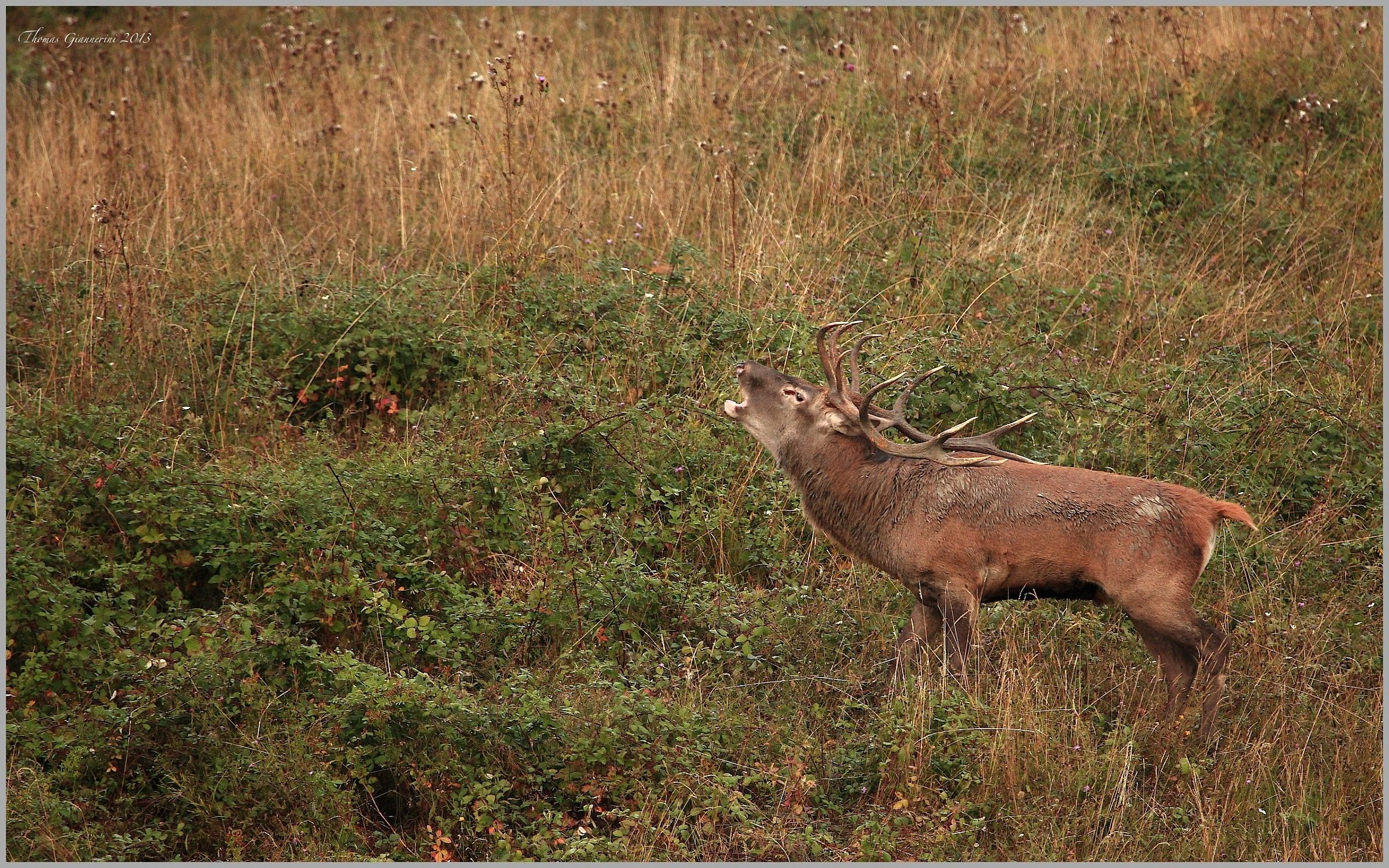 Deer Casentino forests