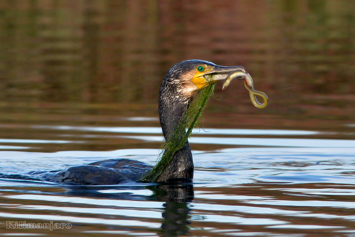 Today, fish and vegetables