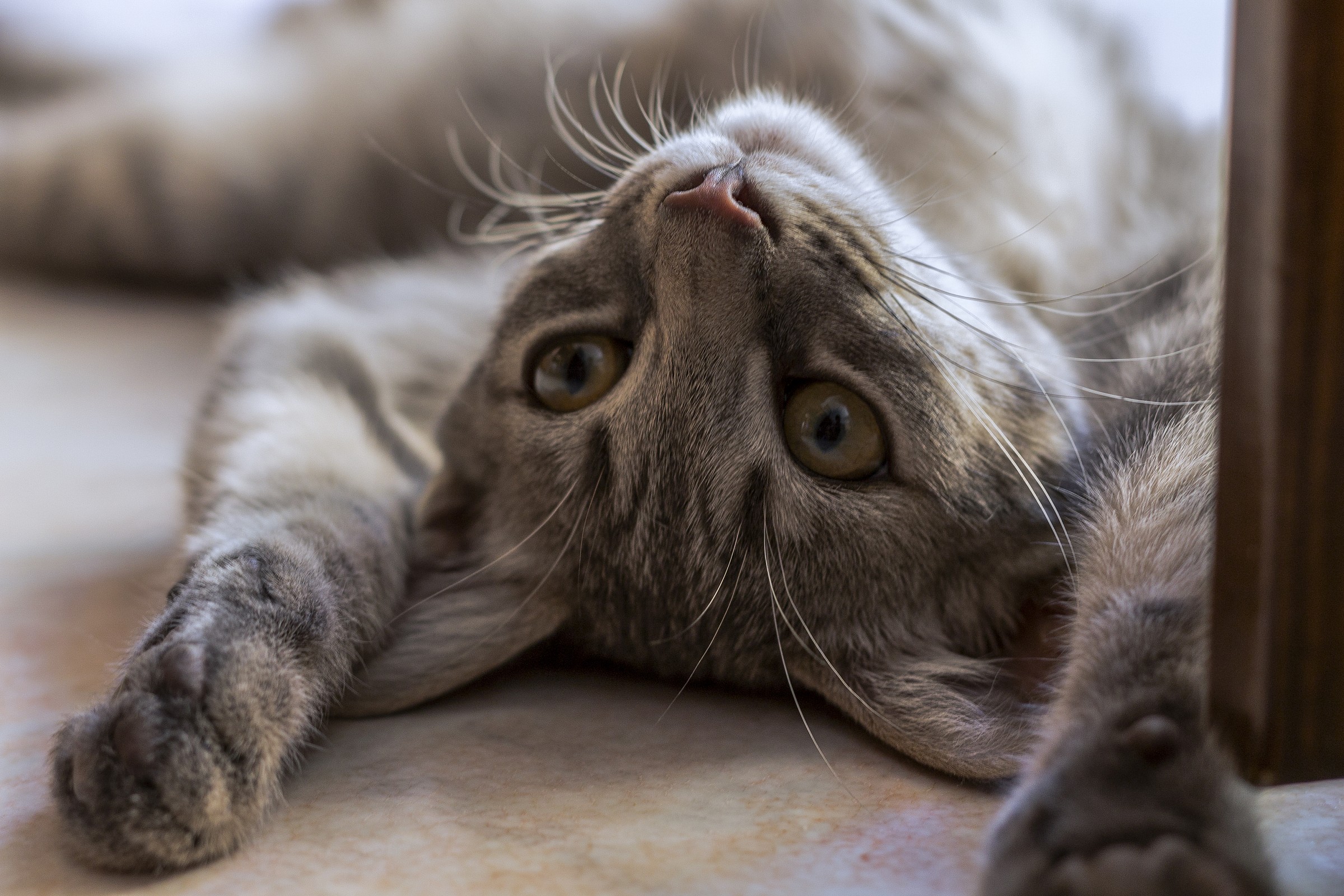 la dura vita di un gatto