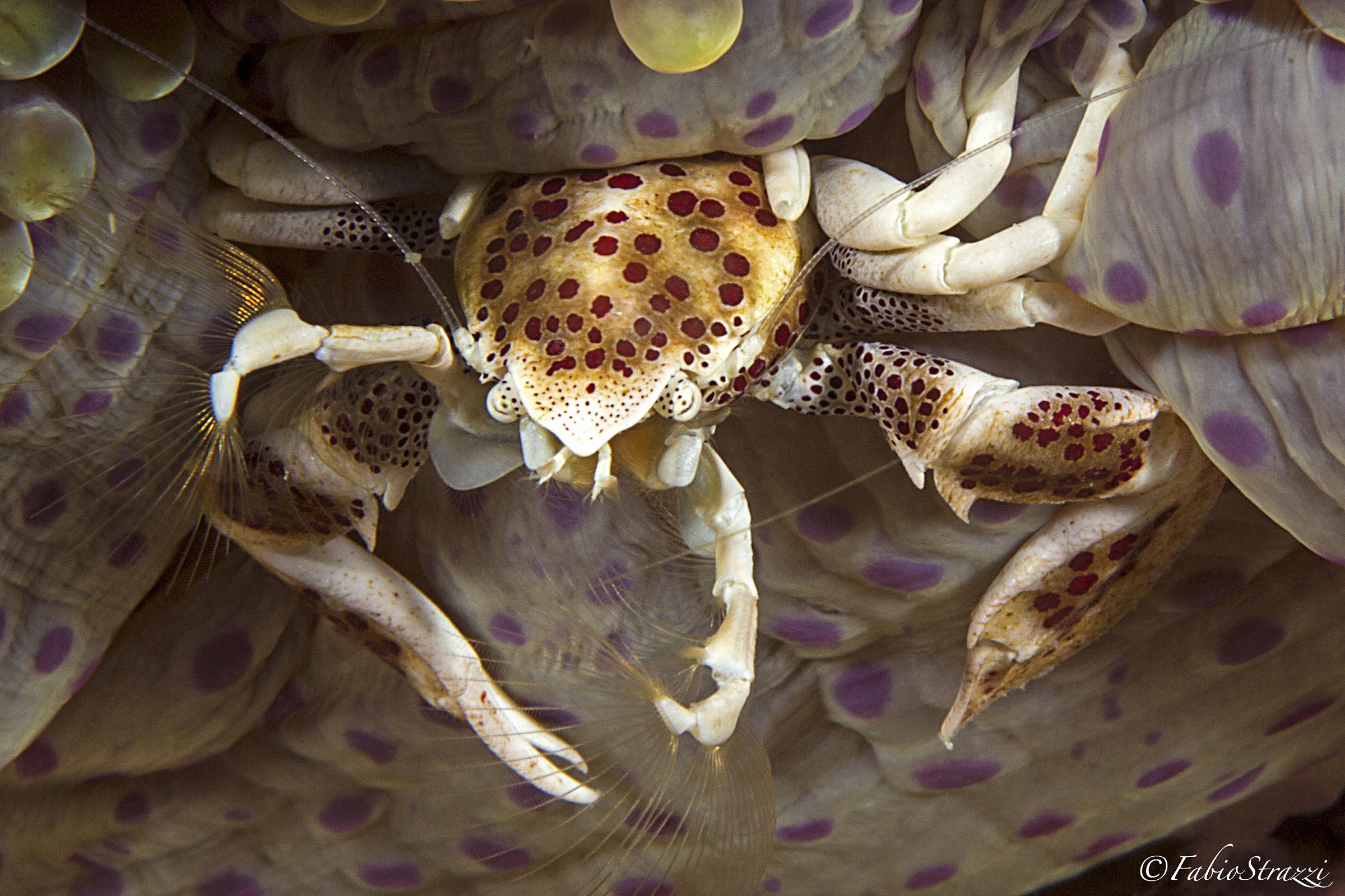 Porcelain crab