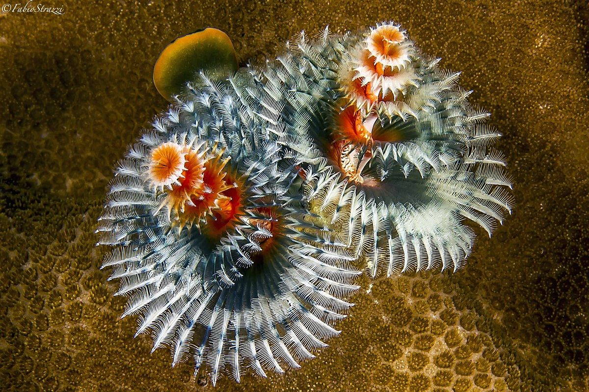 Christmas tree worms