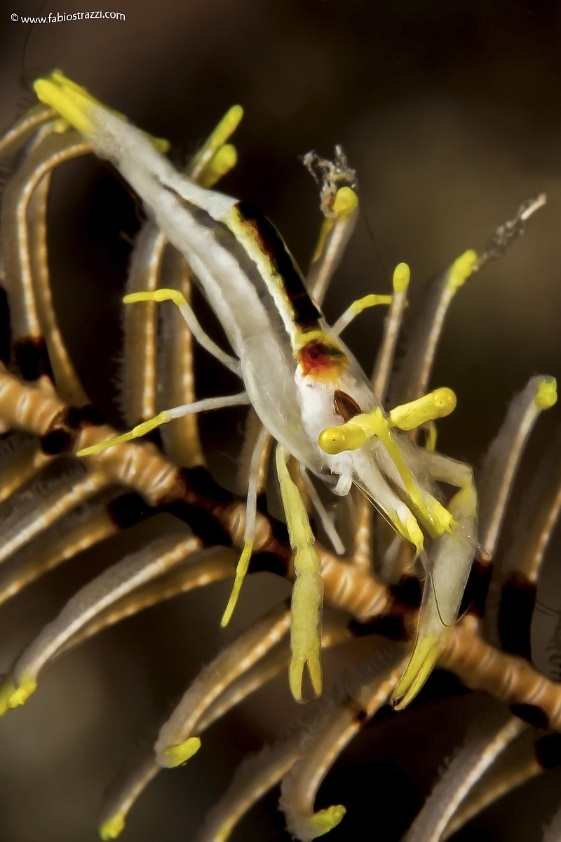 Crinoid Shrimp