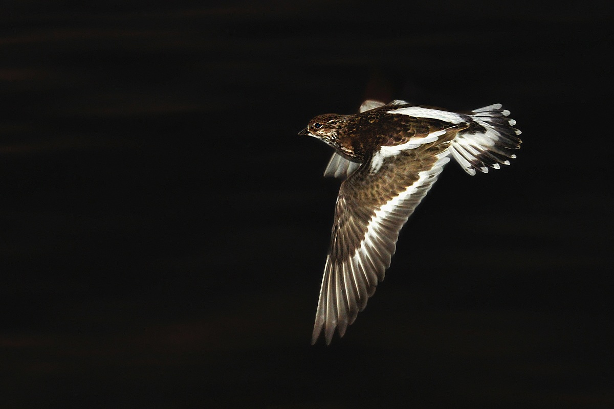 Voltapietre notturno