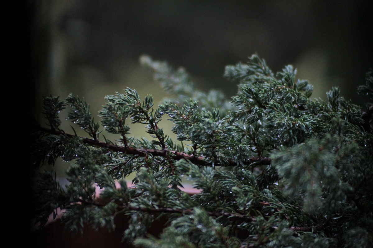 Pini da una finestra