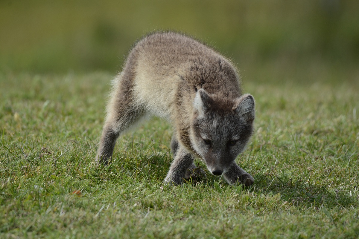 cucciolo di volpe artica